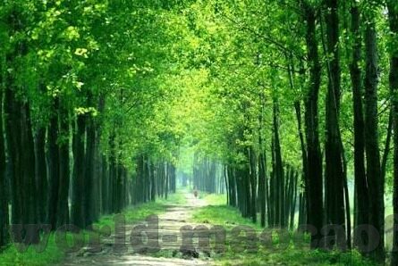 九游苹果客户端下载-掌握移动娱乐新体验，九游苹果客户端下载指南